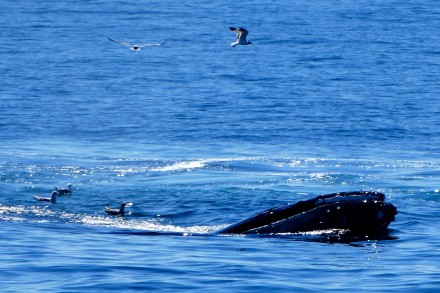 One of MANY whales spotted during our Captain John's Whale Watching cruise