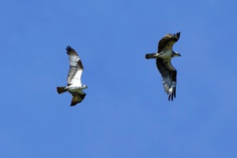 Ospreys in flight over Ellisville Harbor State Park in Plymouth