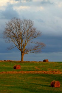 tree and bales